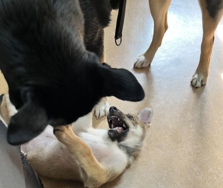 Tschechoslowakische Wolfshund Schäferhund Welpen