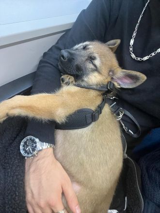 Tschechoslowakische Wolfshund Schäferhund Welpen