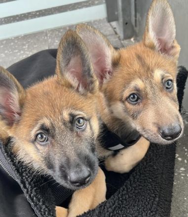 Tschechoslowakische Wolfshund Schäferhund Welpen