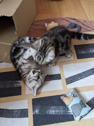 Britisch Kurzhaar Kätzchen ab November abzugeben