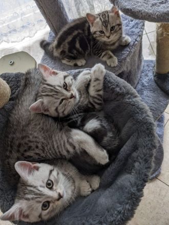 Britisch Kurzhaar Kätzchen ab November abzugeben