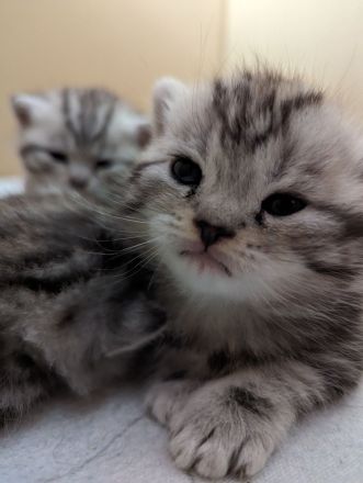 Britisch Kurzhaar Kätzchen ab November abzugeben