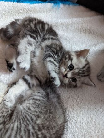 Britisch Kurzhaar Kätzchen ab November abzugeben