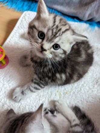 Britisch Kurzhaar Kätzchen ab November abzugeben