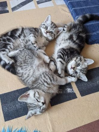 Britisch Kurzhaar Kätzchen ab November abzugeben