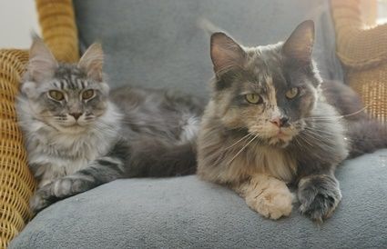 Maine Coon Kitten mit Stammbaum suchen neuen Wirkungskreis
