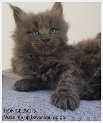 Maine Coon Kitten mit Stammbaum suchen neuen Wirkungskreis