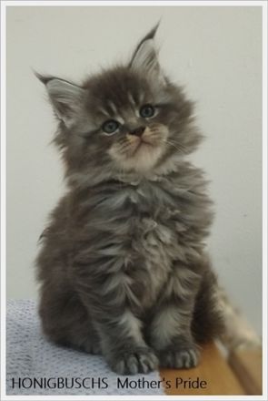 Maine Coon Kitten mit Stammbaum suchen neuen Wirkungskreis