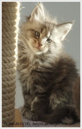 Maine Coon Kitten mit Stammbaum suchen neuen Wirkungskreis