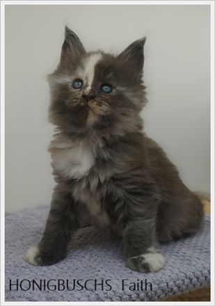 Maine Coon Kitten mit Stammbaum suchen neuen Wirkungskreis