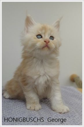 Maine Coon Kitten mit Stammbaum suchen neuen Wirkungskreis