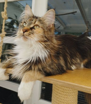 Hallo ich bin die Malika eine reinrassige Maine Coon Dame