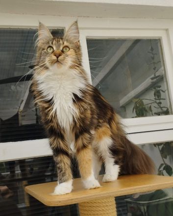 Hallo ich bin die Malika eine reinrassige Maine Coon Dame