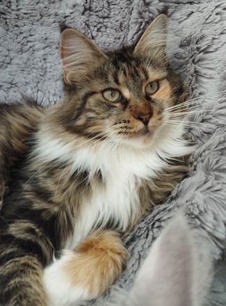 Hallo ich bin die Malika eine reinrassige Maine Coon Dame