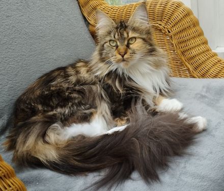 Hallo ich bin die Malika eine reinrassige Maine Coon Dame
