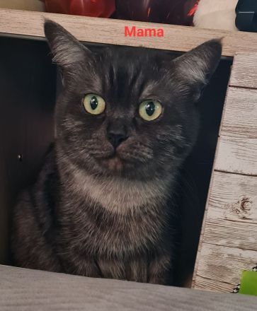 Süße BKH Mix Kitten abzugeben