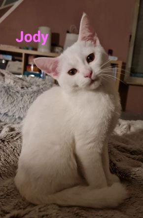 Süße BKH Mix Kitten abzugeben