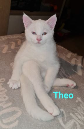 Süße BKH Mix Kitten abzugeben