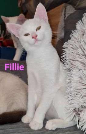 Süße BKH Mix Kitten abzugeben