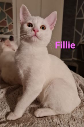 Süße BKH Mix Kitten abzugeben