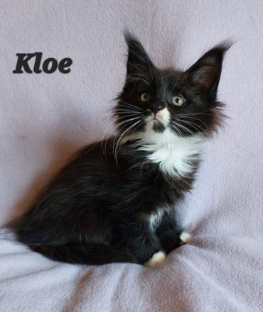 Maine Coon Kitten mit tollem Stammbaum abzugeben