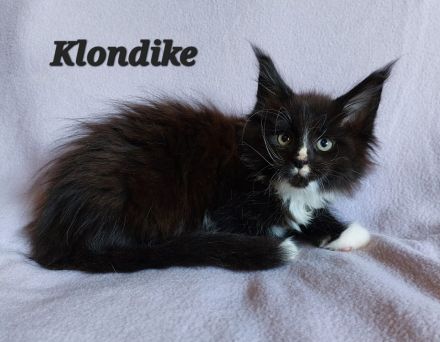 Maine Coon Kitten mit tollem Stammbaum abzugeben