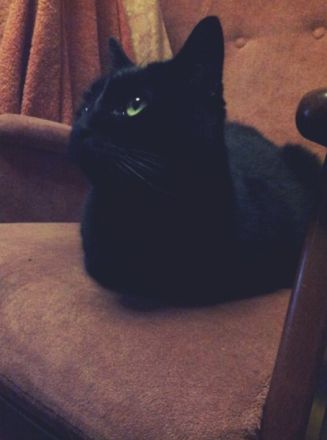 Liebevolles Zuhause gesucht für besonderen Kater