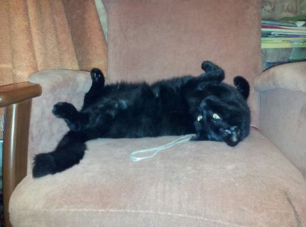 Liebevolles Zuhause gesucht für besonderen Kater