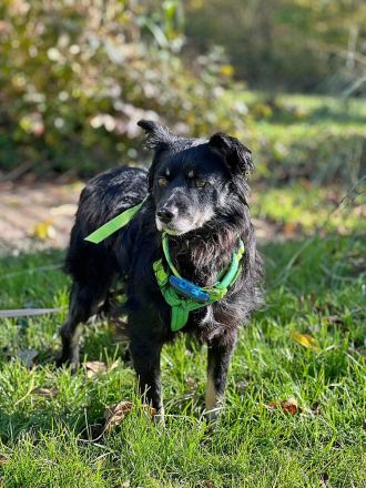 Shadow auf einer Pflegestelle in Baden-Württemberg