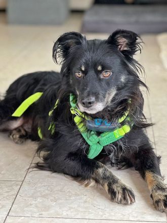 Shadow auf einer Pflegestelle in Baden-Württemberg