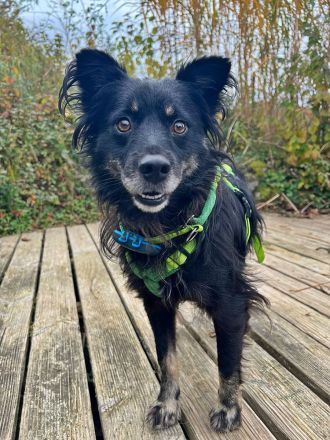 Shadow auf einer Pflegestelle in Baden-Württemberg