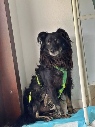 Shadow auf einer Pflegestelle in Baden-Württemberg