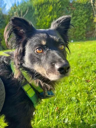 Shadow auf einer Pflegestelle in Baden-Württemberg