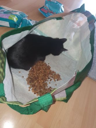 19 wochen junges kitten mädchen