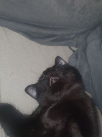 19 wochen junges kitten mädchen