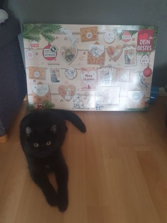 19 wochen junges kitten mädchen