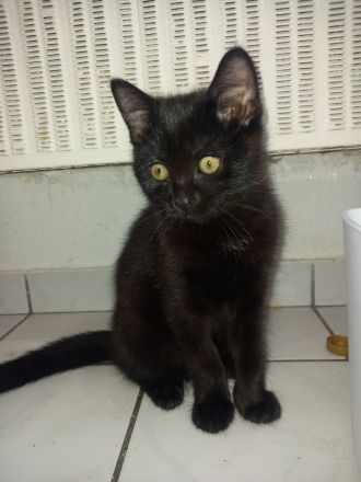 19 wochen junges kitten mädchen