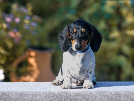 Welpe Zwergdackel - Forest Sun Megre, Forest Sun Manfred, Forest Sun Merida