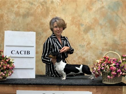 Welpe Zwergdackel - Forest Sun Megre, Forest Sun Manfred, Forest Sun Merida