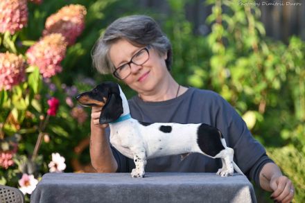 Welpe Zwergdackel - Forest Sun Megre, Forest Sun Manfred, Forest Sun Merida