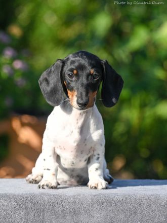 Welpe Zwergdackel - Forest Sun Megre, Forest Sun Manfred, Forest Sun Merida