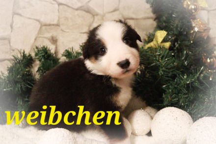 Australian Shepherd Welpenalarm