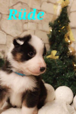 Australian Shepherd Welpenalarm