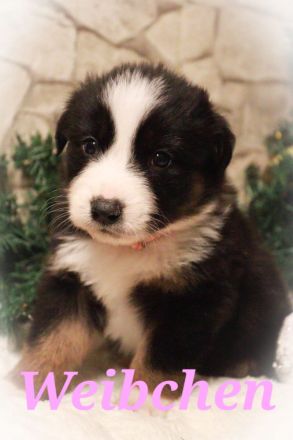 Australian Shepherd Welpenalarm