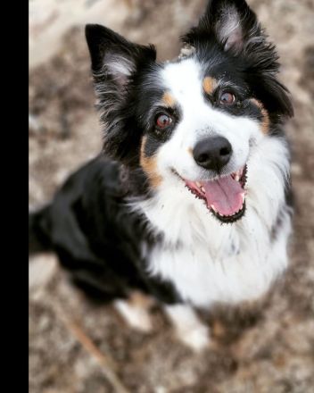 Australian Shepherd Welpenalarm