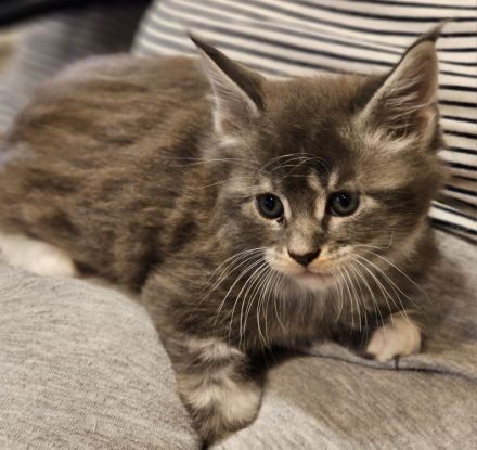 Reinrassige Maine Coon Kitten