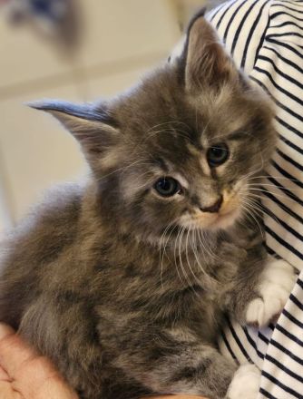 Reinrassige Maine Coon Kitten