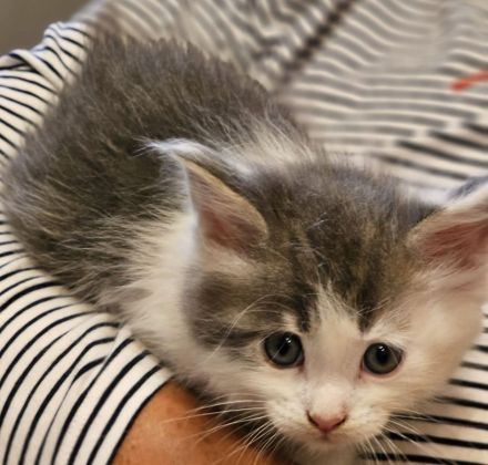Reinrassige Maine Coon Kitten