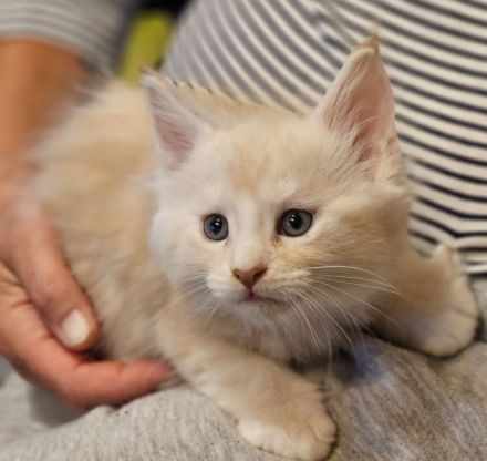 Reinrassige Maine Coon Kitten