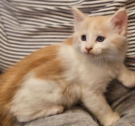Reinrassige Maine Coon Kitten
